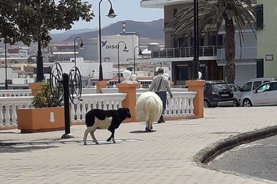 Trashumancia costera en Telde/TA.